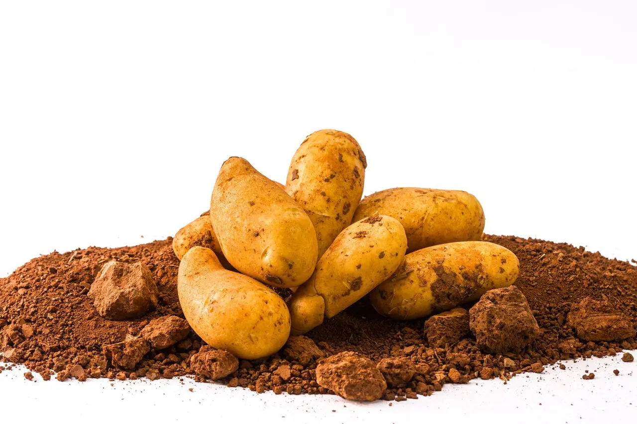Patata Annabelle