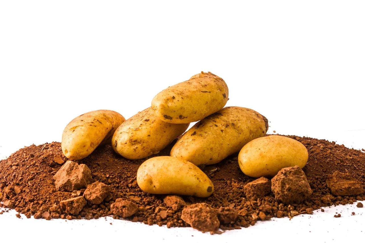 Patata Noha
