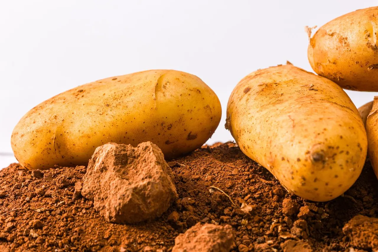 Patata Spunta
