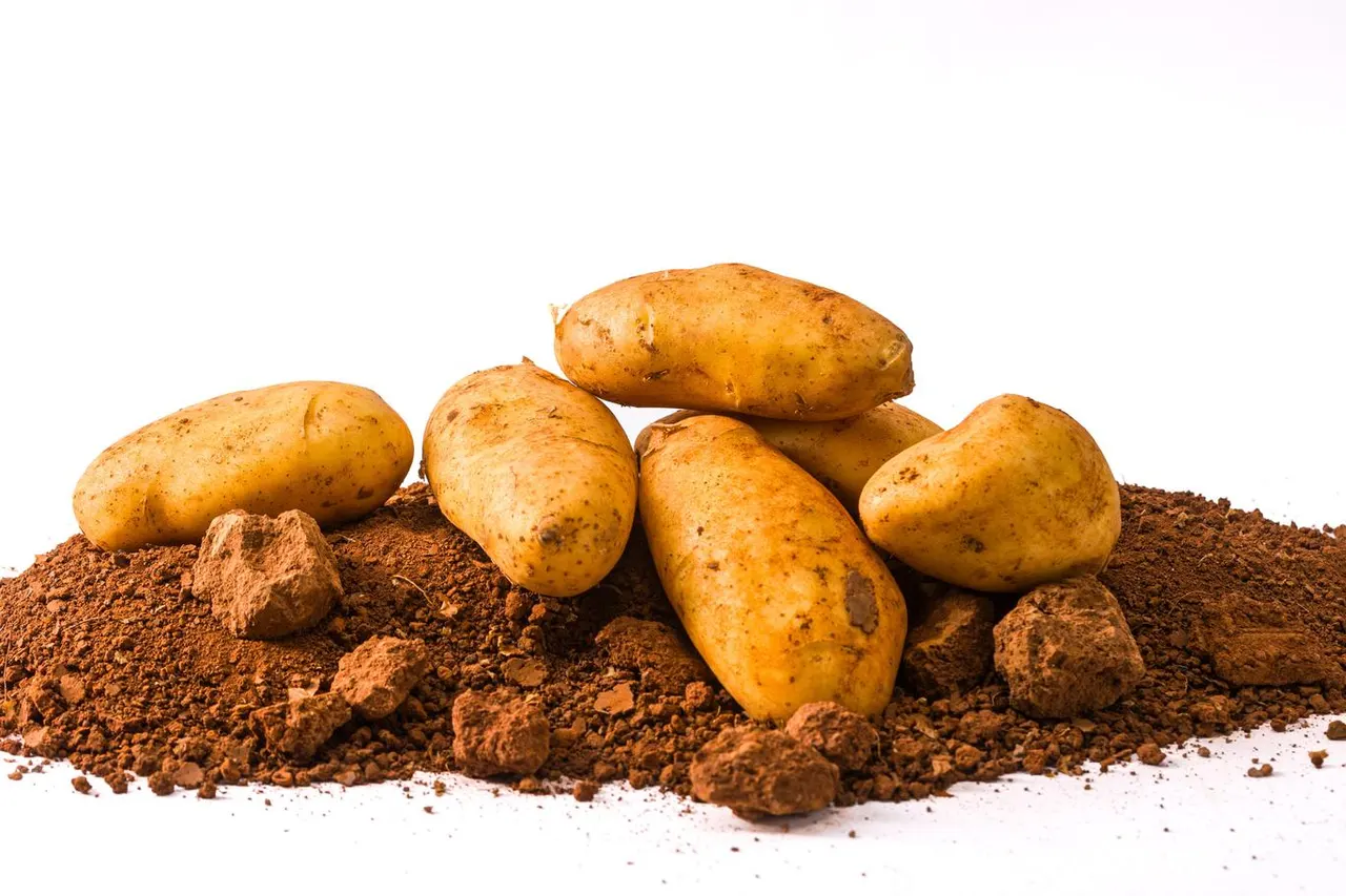 Patata Spunta